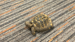 Navštívila nás zvířátka